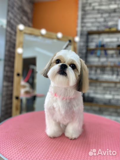 Стрижка собак