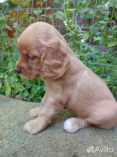 Спаниельки