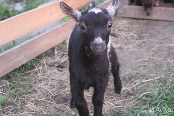 Камеруно-нигерийские козлята