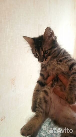 Котенок в хорошие руки