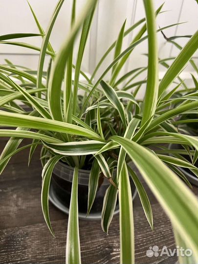 Хлорофитум укорененные отростки по несколько в 1