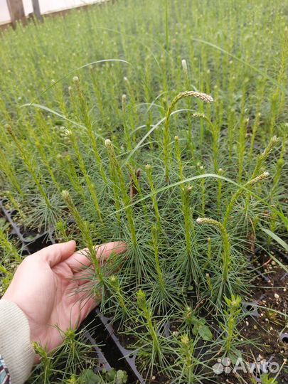 Саженцы ели зкс