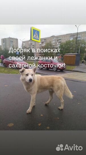 Собака ищет дом