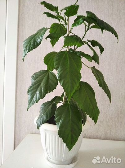 Китайская роза или гибискус красная махровая