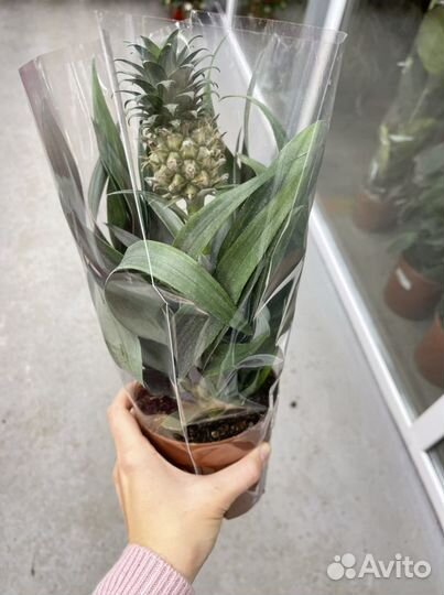 Ананас в горшке с плодом