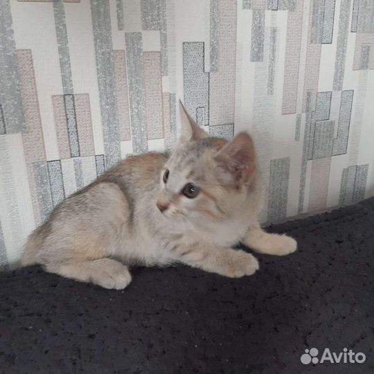 Домашние животные кошки