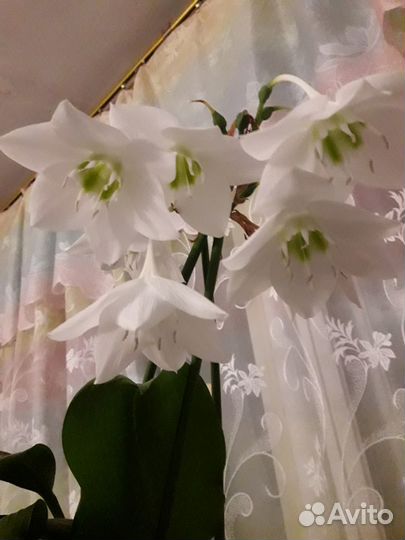 Лилии луковицы