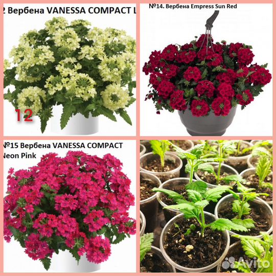 Вербена вегетативная