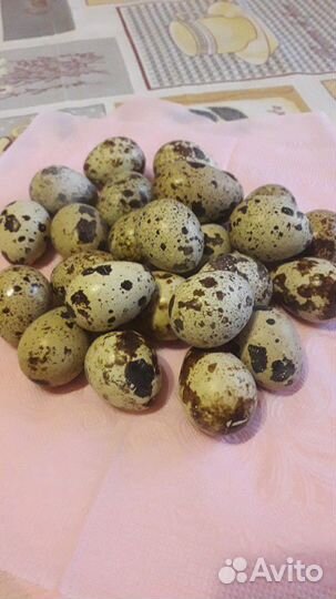 Перепелиные яйца