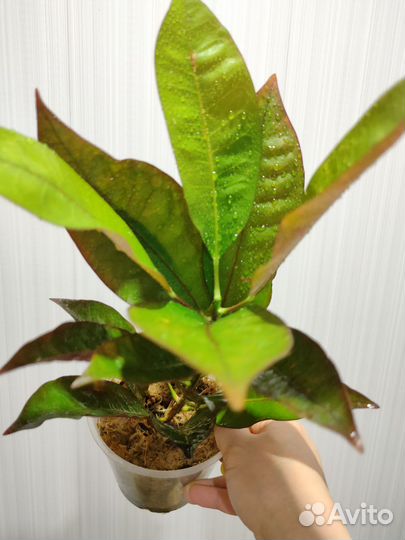 Кротон миссис айстон и Замиокулькас черный Равен