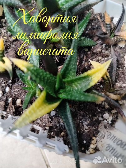 Растения комнатные