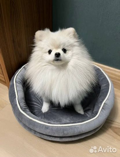 Лежанки для животных премиум класса