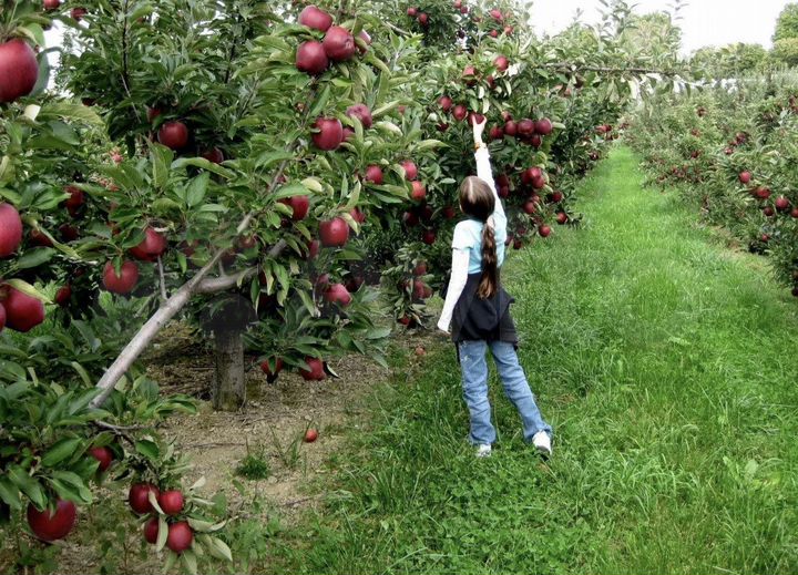 Участок 362 га (СНТ, ДНП)