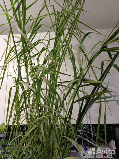 Финиковая пальма