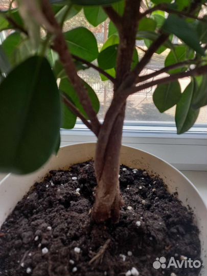 Фикус макломе