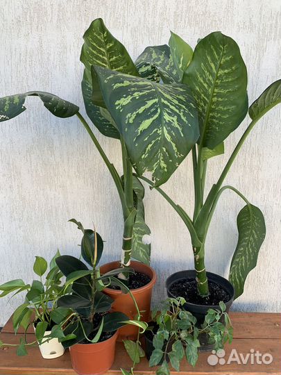 Диффенбахия