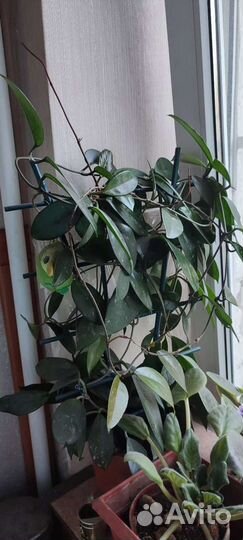 Домашние растения цветы