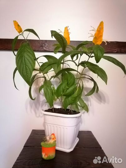 Цветок пахистахис