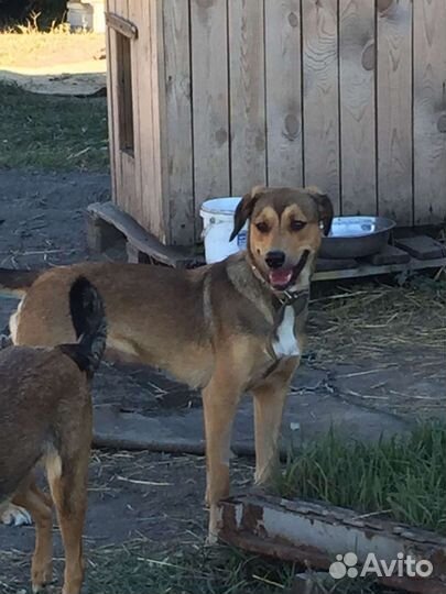 Собака бесплатно