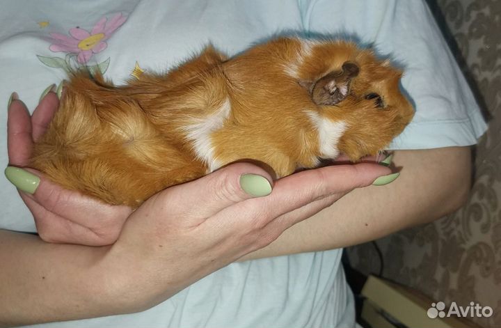 Продаю морскую свинку