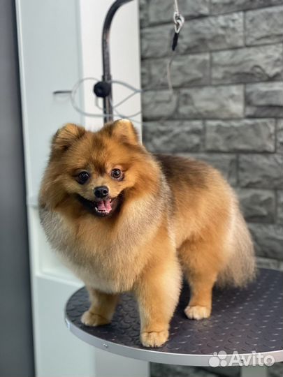 Груминг. Стрижка собак