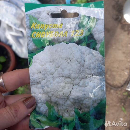 Рассада капусты