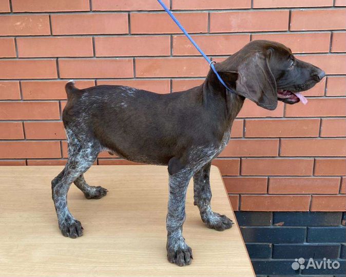 Щенки курцхаара