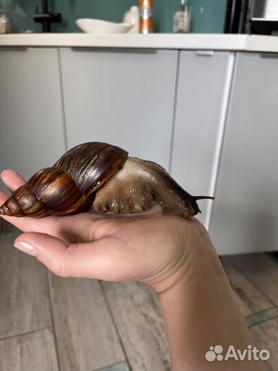 Улитка ахатина