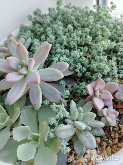 Суккуленты