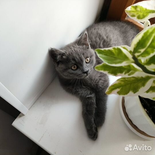 Британский котенок