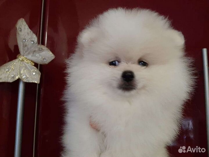 Померанские мини шпицы медвежьего типа