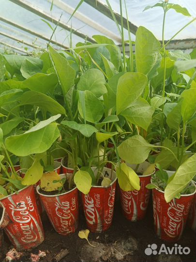 Рассада помидор, перца, баклажанов