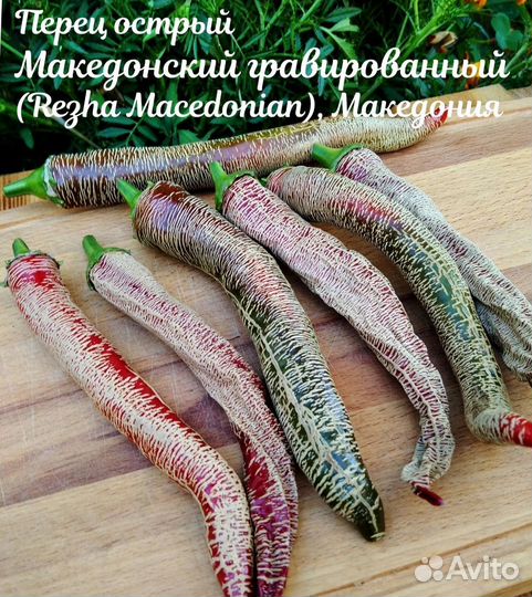 Рассада острого перца