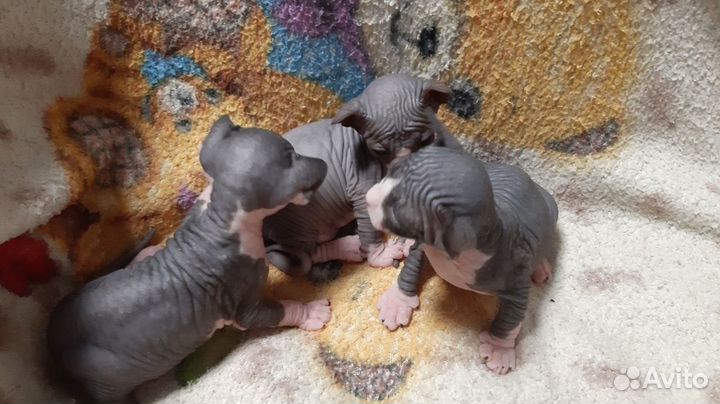 Канадский сфинкс вязка