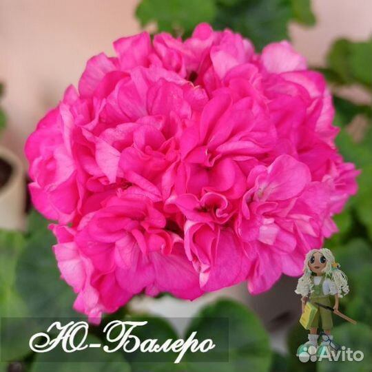 Пеларгония герань сортовая розебудная