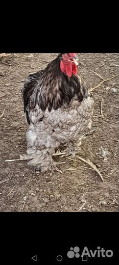 Цыплята ассорти