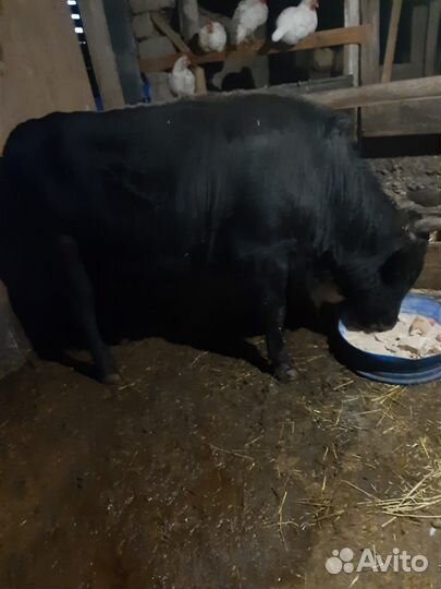 Быки живым весом