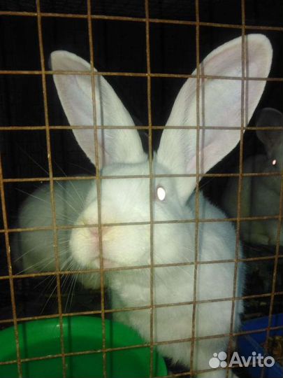 Кролики на мясо и на развод