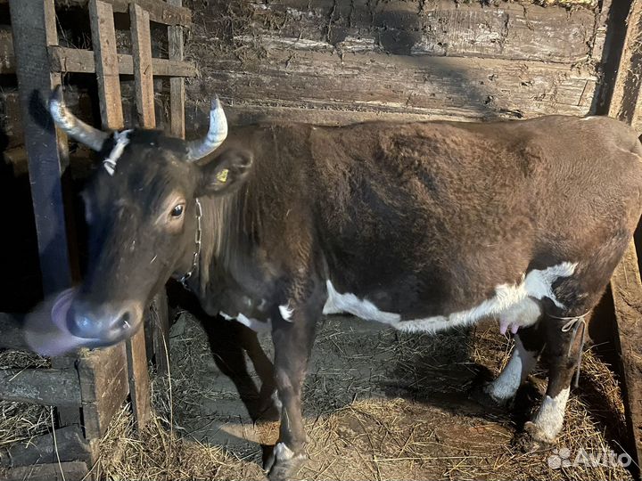 Корова на мясо