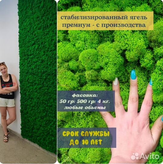 Стабилизированный мох ягель, плоский. Арт223, от