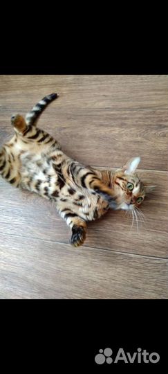 Бенгальская