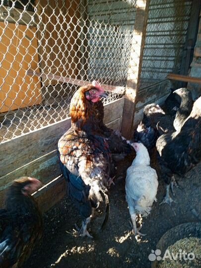 Курочки и петушки