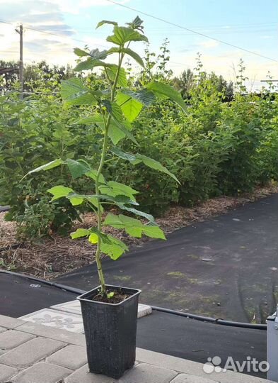 Рассада клубники