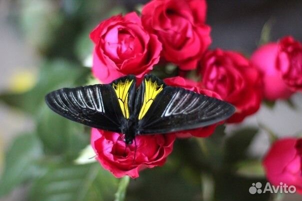 Живые тропические бабочки