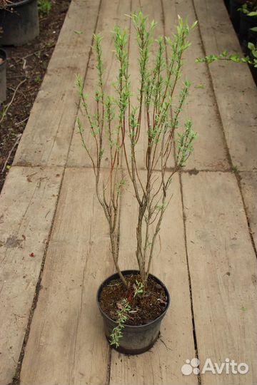 Ива шаровидная