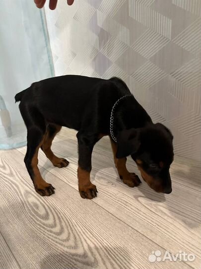 Щенки добермана
