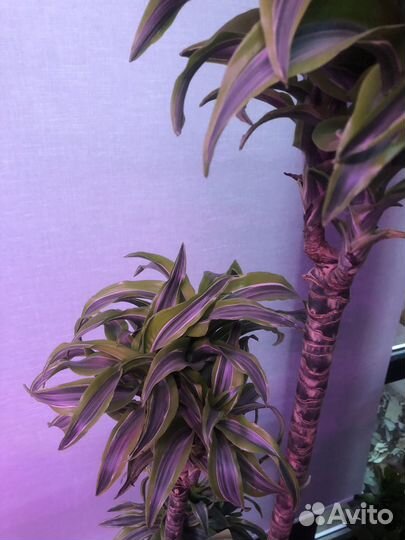 Драцена лимон лайм 155 см 3 ствола