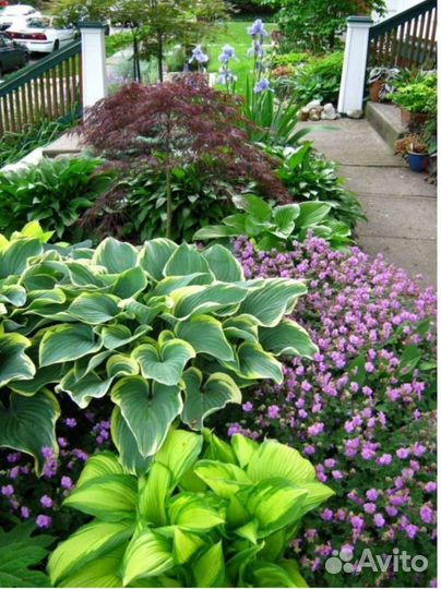 Герань крупнокорневищная. Садовые многолетники