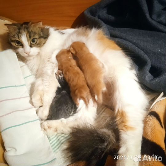 Котята в добрые руки