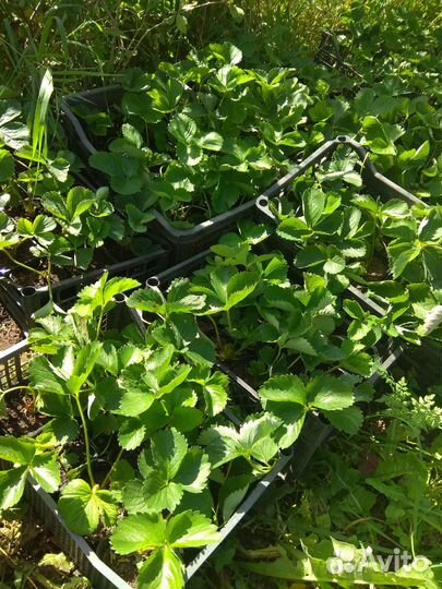 Усы Виктории